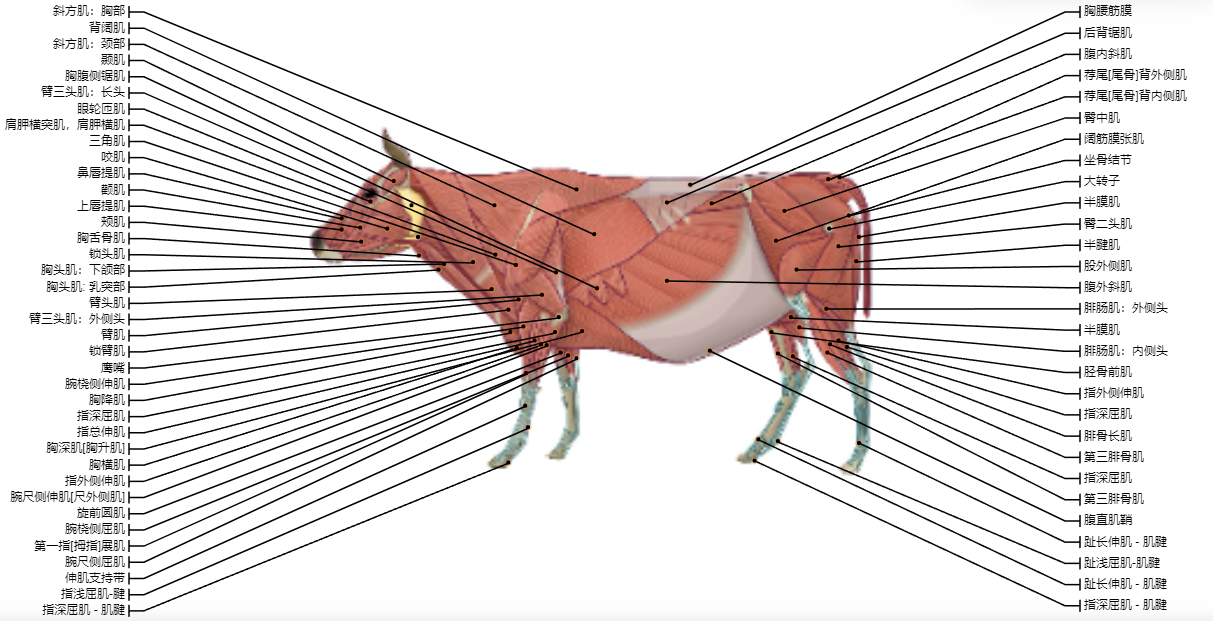 动物解剖虚拟仿真教学平台