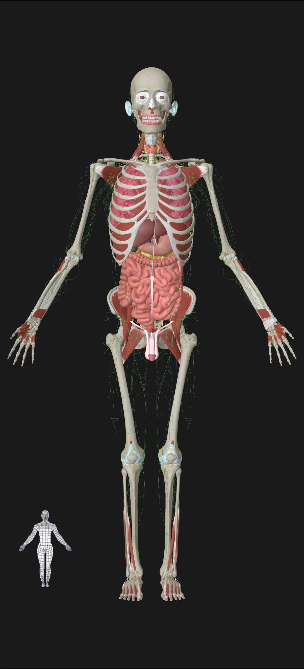 人体解剖虚拟仿真教学平台