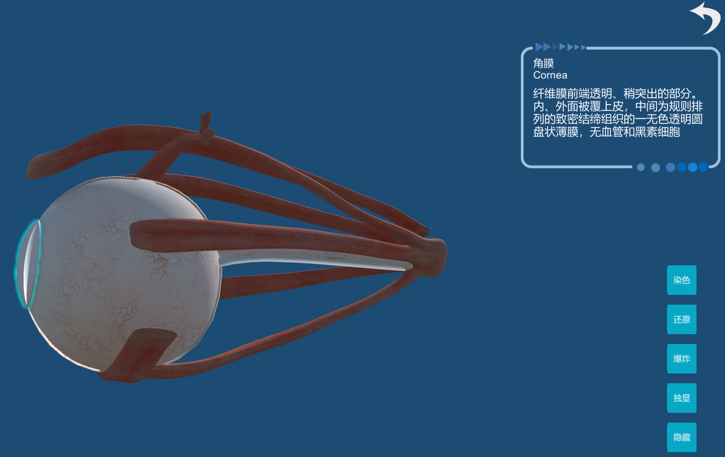 眼解剖虚拟仿真实验教学